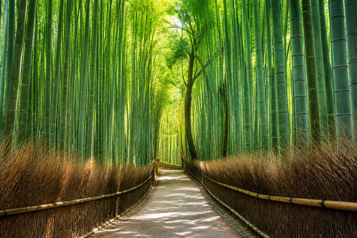 Arashiyama Bamboo Grove Kyoto top attractions